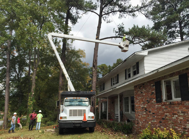 Best Utility Line Clearance  in Wilmington, OH