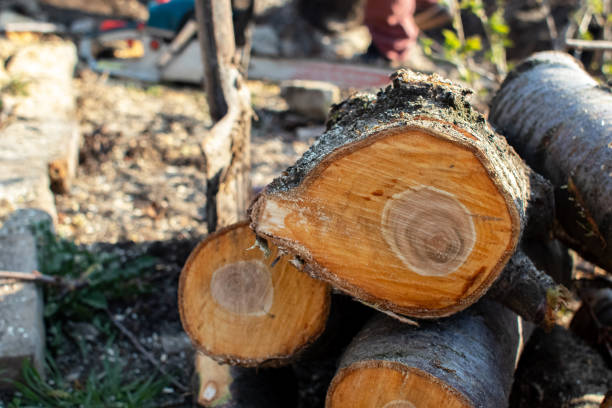 Best Tree Disease Treatment  in Wilmington, OH