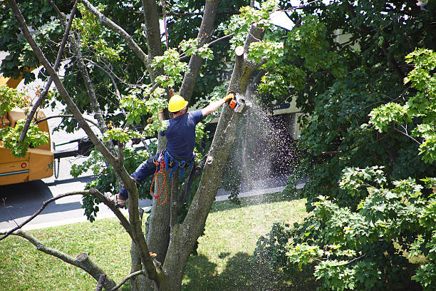 Best Pest Control for Lawns  in Wilmington, OH