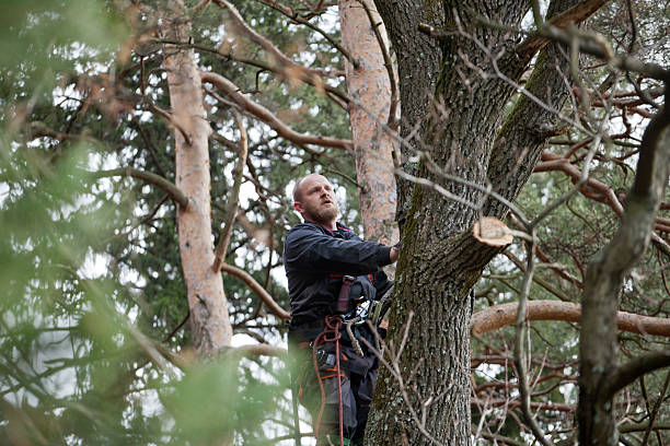 How Our Tree Care Process Works  in  Wilmington, OH
