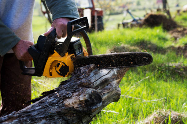 Best Emergency Tree Removal  in Wilmington, OH